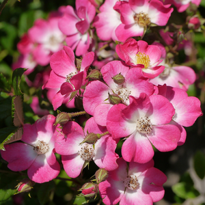 Jej ciekawe kwiaty koloru różowego z białym centrum całkowicie pokrywają krzewy. Nadaje się także do ukształtowania kwitnącego żywopłotu.
